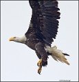 _1SB0906 new bald eagle